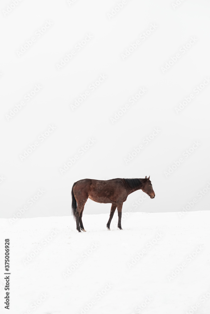 A Horse on the Snow A Horse on the Snow