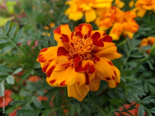 orange and yellow flower in the garden