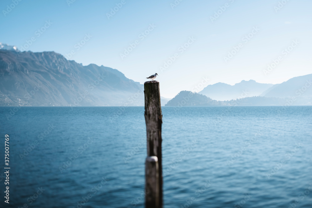 Seagull on the pole Seagull on the pole