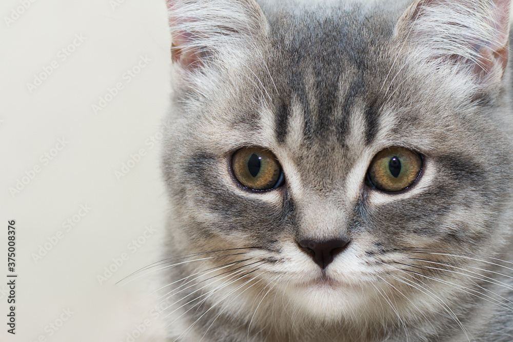 Close-up of the muzzle of a young tabby gray cat with a black nose and yellow-green eyes. Piercing gaze. Horizontal photo