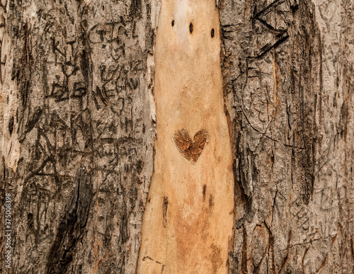 loveheart graffiti on a tree, add your own initials