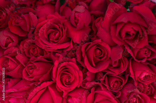 Beautiful Red Roses