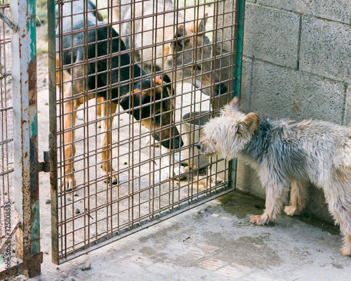 Dogs knowing each other through fence at dog pound