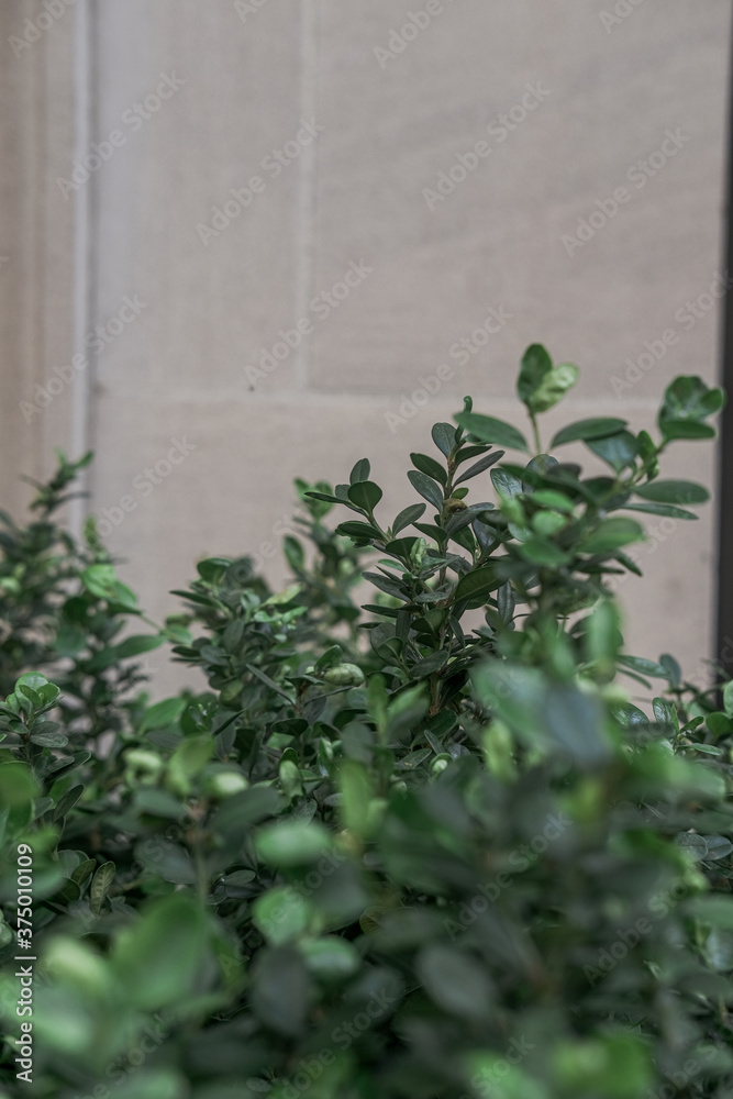 Green leaves on gray cement wall background. Copyspace Green leaves on gray cement wall background. Copyspace