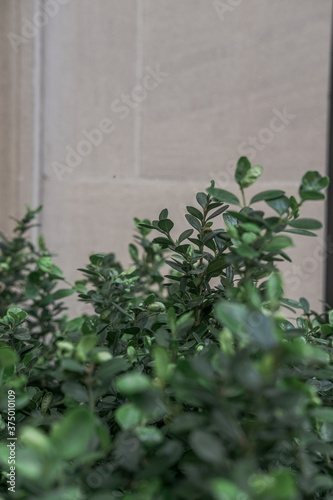 Green leaves on gray cement wall background. Copyspace