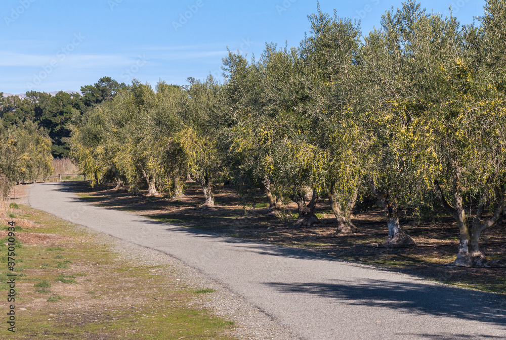 Fototapeta premium cycling track across olive grove with mature olive trees in autumn