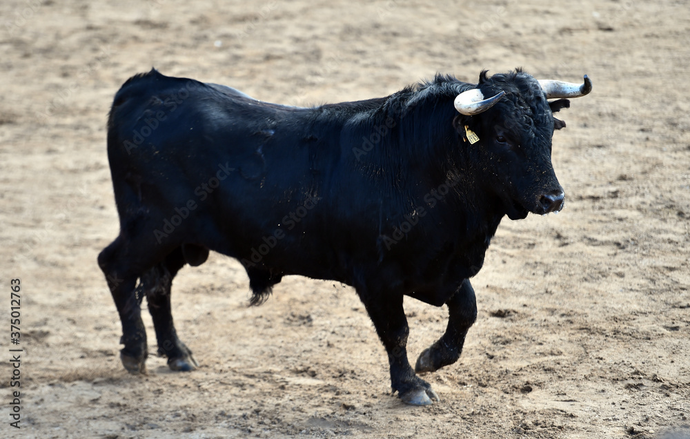 toro negro español en una plaza de toros durante un espectaculo de toreo toro negro español en una plaza de toros durante un espectaculo de toreo