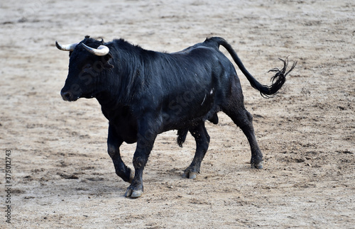 toro español en un espectaculo de toreo en españa