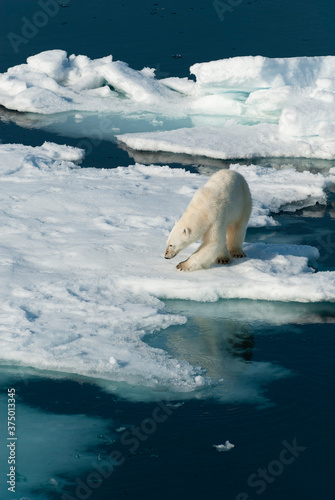 Lone polar bear on sea ice.