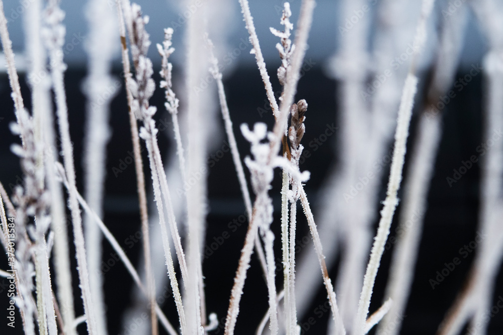 winter frost on plants background winter frost on plants background