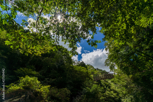 A historic wooden bridge in Miyoshi  Tokushima  Japan