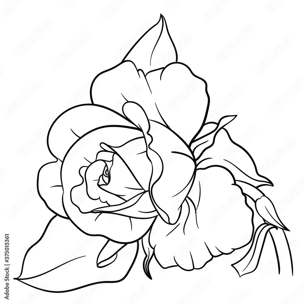 Hand drawn vector of rose flower isolated on white background for coloring page. Black and white  stock illustration of plant for coloring book.