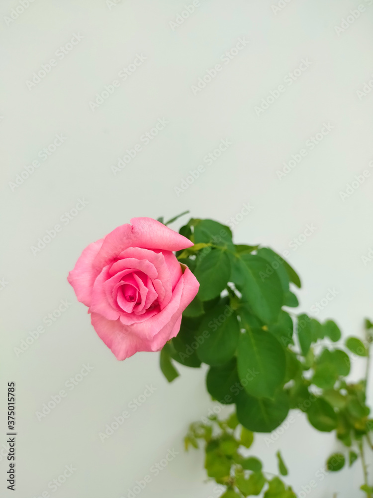 Blossom pink rose with green leaves on white background 1 Blossom pink rose with green leaves on white background 1