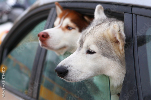 Dogs in the car. Transportation of pets in the car. Husky. © hramovnick