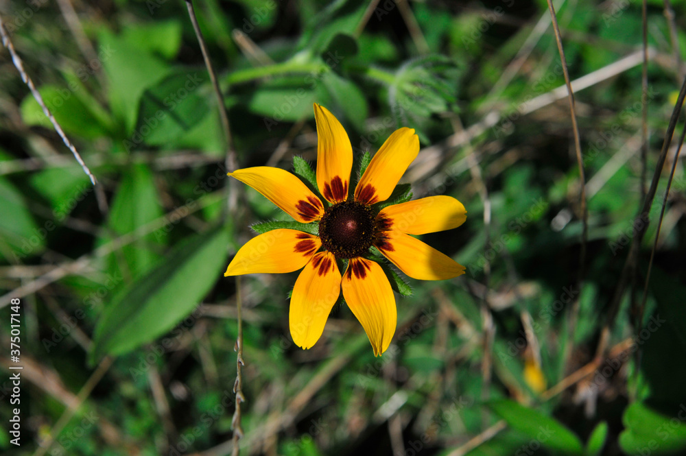 Fototapeta premium yellow flower