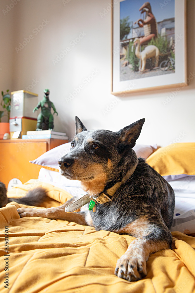 portrait of a dog sitting on a bed portrait of a dog sitting on a bed