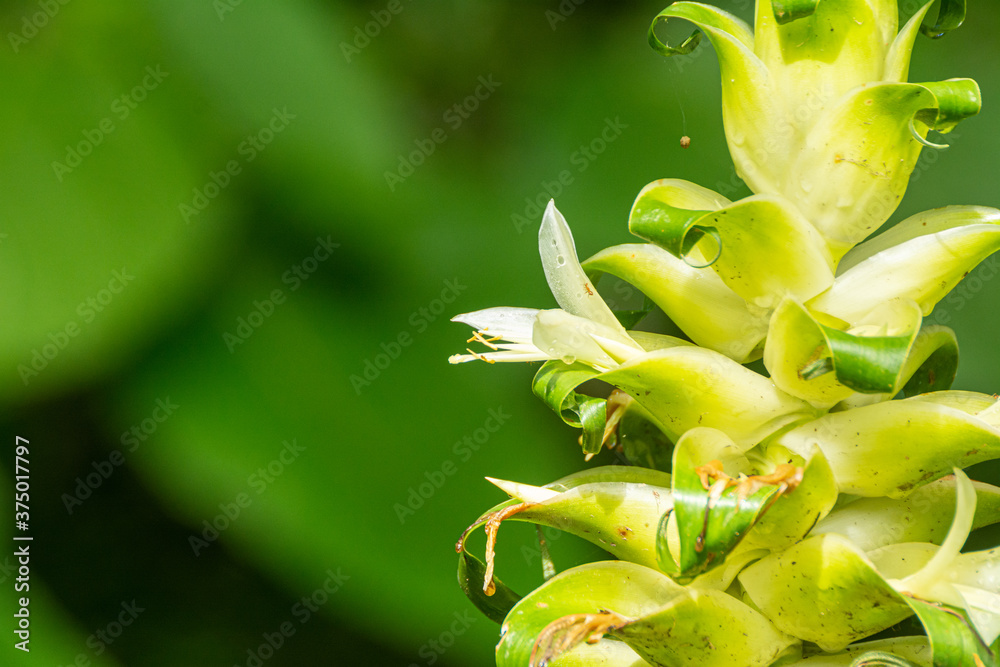 Obraz premium la nogalera 