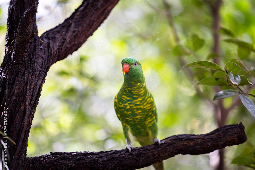 Scaly-breasted lorikeet sitting in tree grooming and preening australia