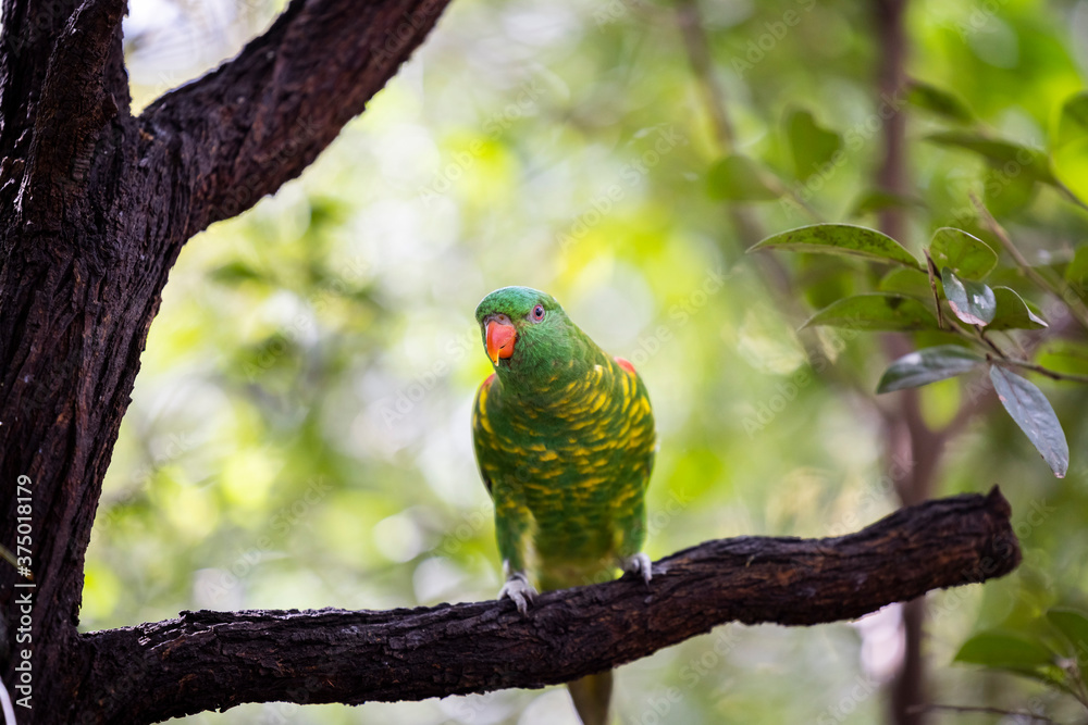 Scaly-breasted lorikeet sitting in tree grooming and preening australia Scaly-breasted lorikeet sitting in tree grooming and preening australia