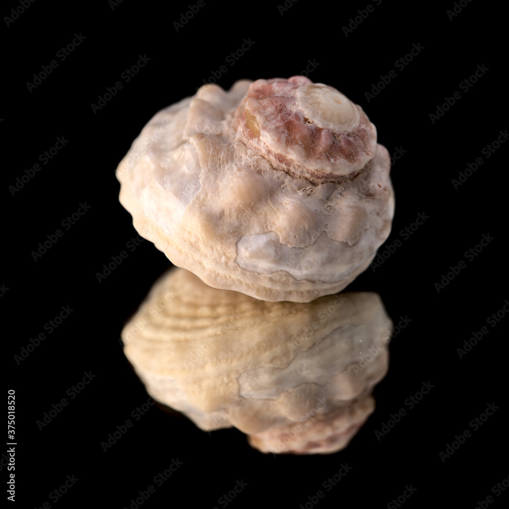 Sea snail shell isolated on black