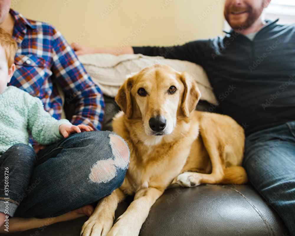 Family dog on the couch.
