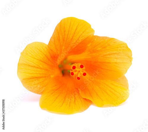 Yellow hibiscus flower isolated on white 