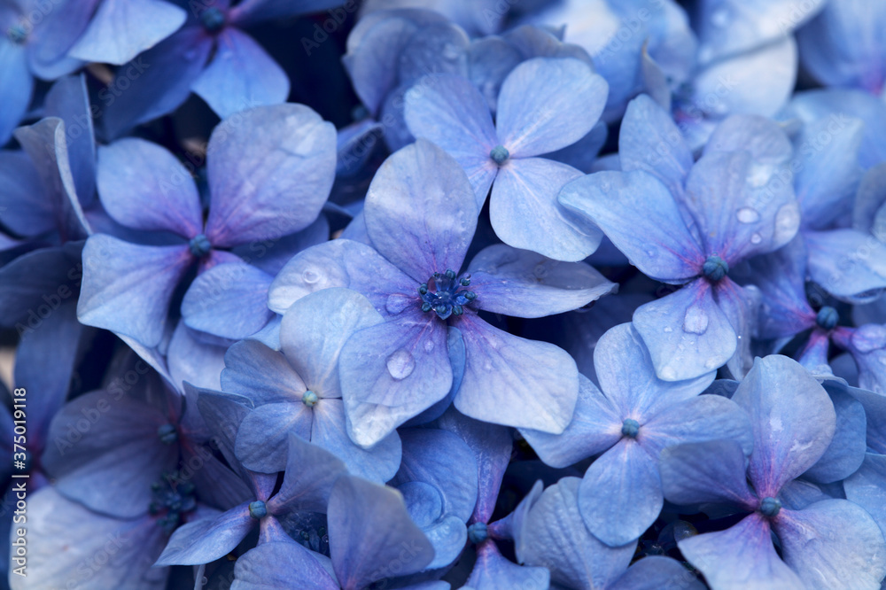 blue hydrangea natural macro background