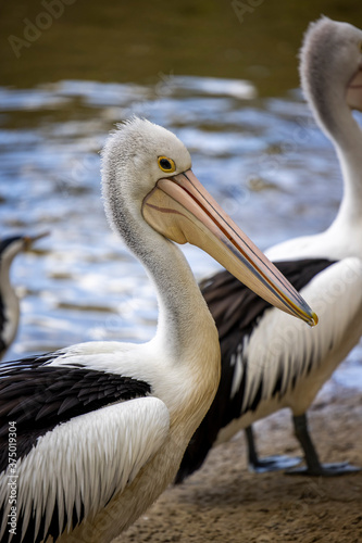 Wild pelican close up, Australia