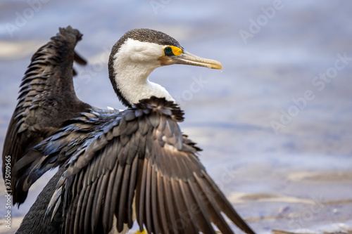 Close up of cormorant sunning itself and stretching wings