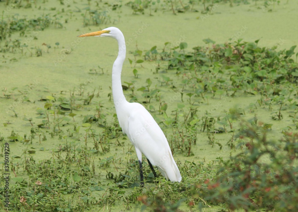 Fototapeta premium great white heron