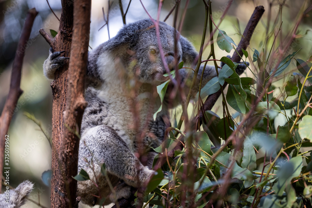 Baby koala climbing and eating around a tree with eucalyptus leaves Baby koala climbing and eating around a tree with eucalyptus leaves