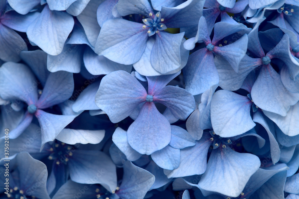 Natural floral background of blue flowers of Hydrangea macrophylla, bigleaf hydrangea