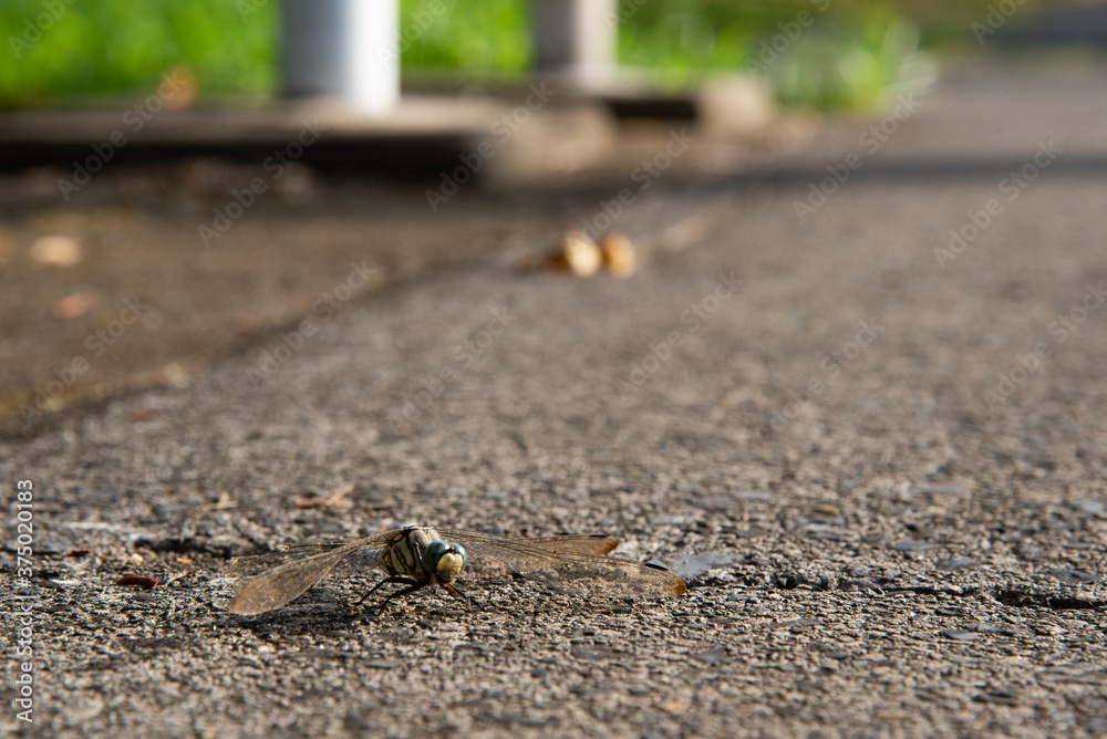 Fototapeta premium トンボ