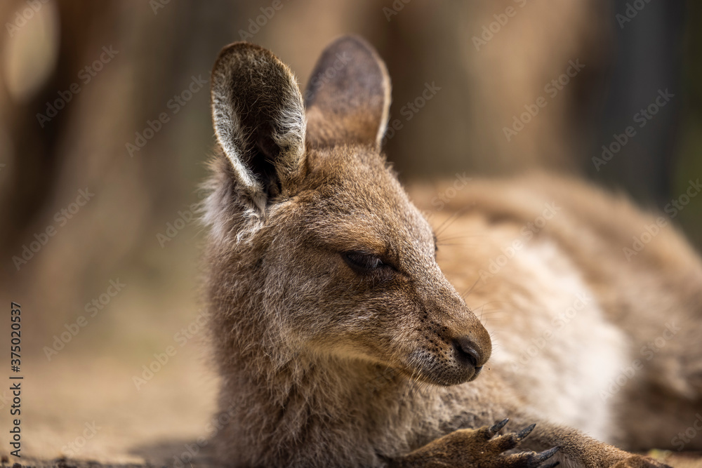Kangaroo Joey on the Gold Coast, Australia Kangaroo Joey on the Gold Coast, Australia