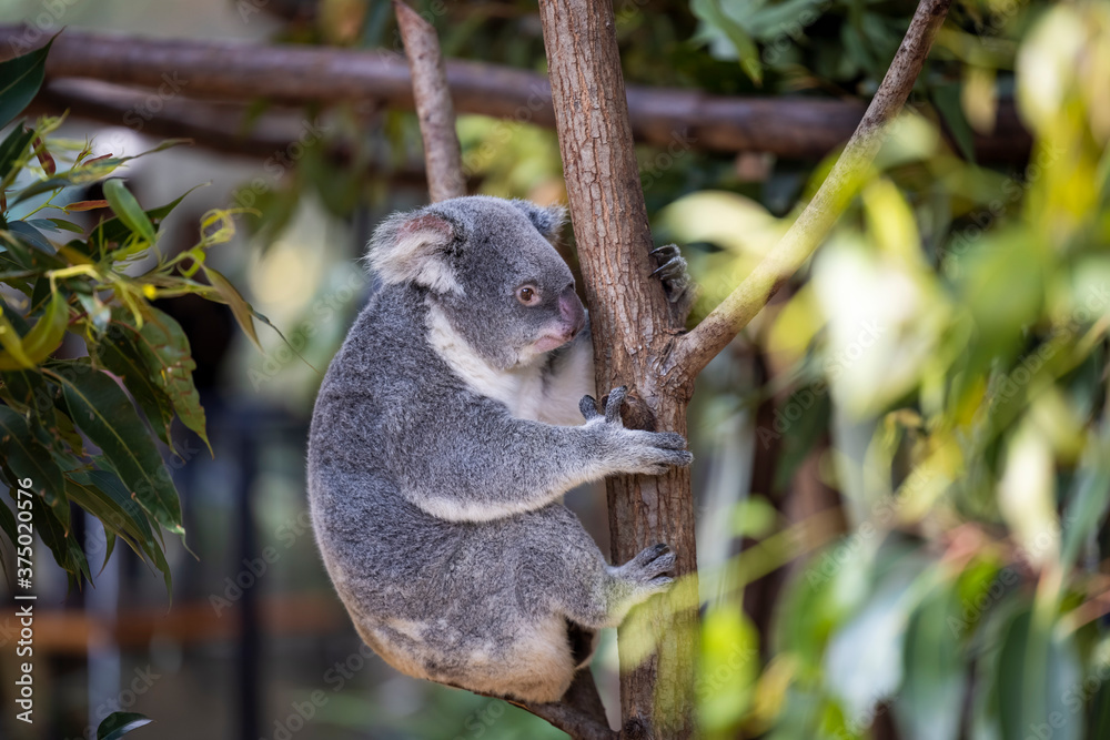 Obraz premium Baby koala climbing and eating around a tree with eucalyptus leaves