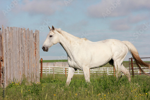 Thoroughbred Horses Running In Grassy Field 