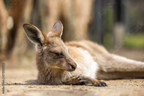 Kangaroo Joey on the Gold Coast, Australia photo