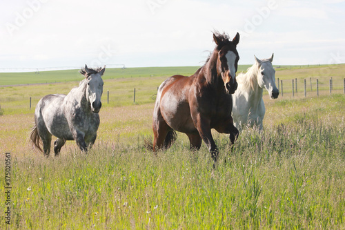 Thoroughbred Horses Running In Grassy Field 