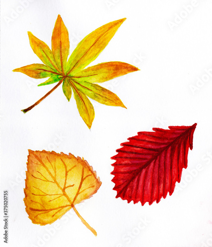 Set of autumn leaves in watercolor.