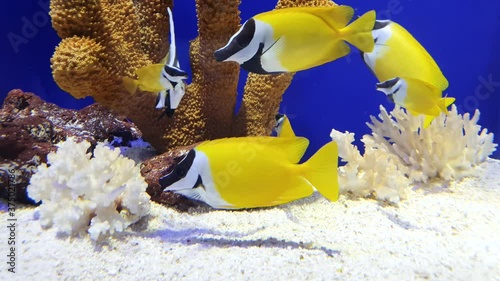 The beauty of the aquarium yellow fish