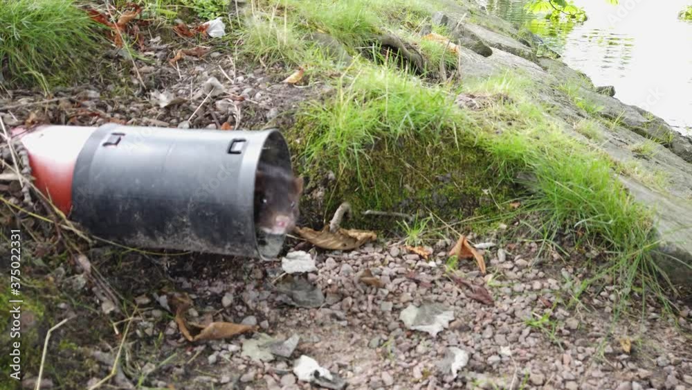 Ferret in a drainage pipe - Handheld shot Ferret in a drainage pipe - Handheld shot