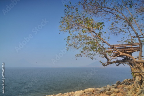 lonely tree on the shore of lake under blue sky 