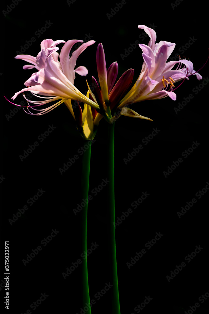 pink lily isolated on black