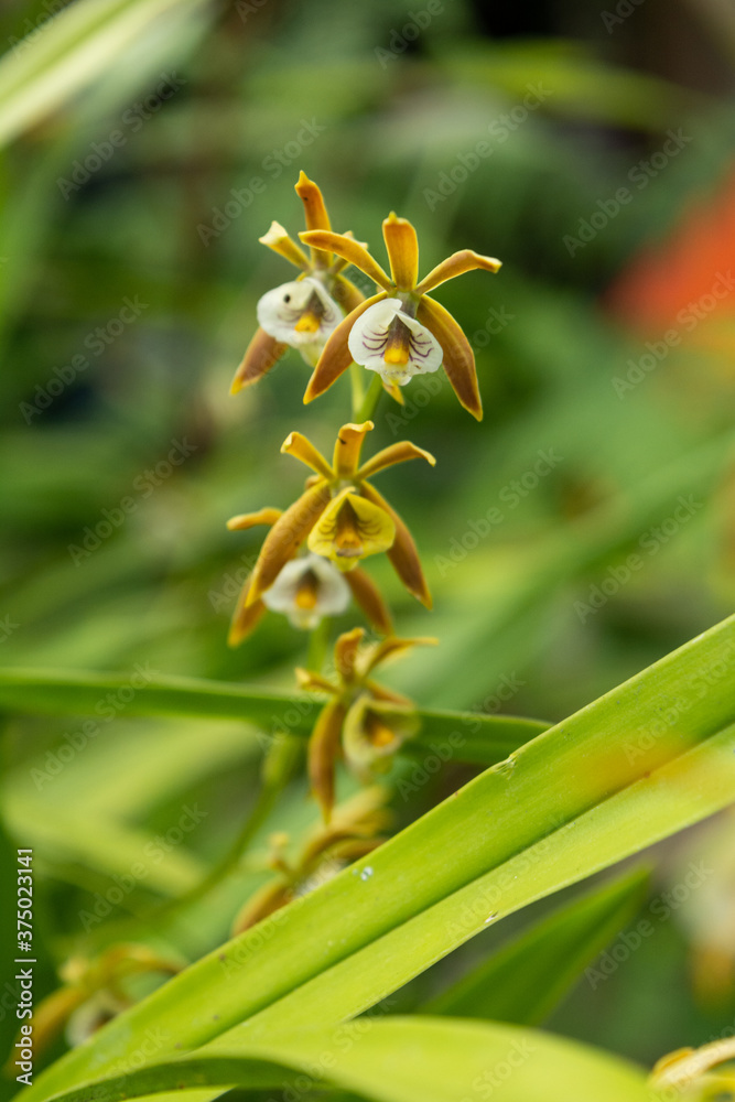 Obraz premium orquidea