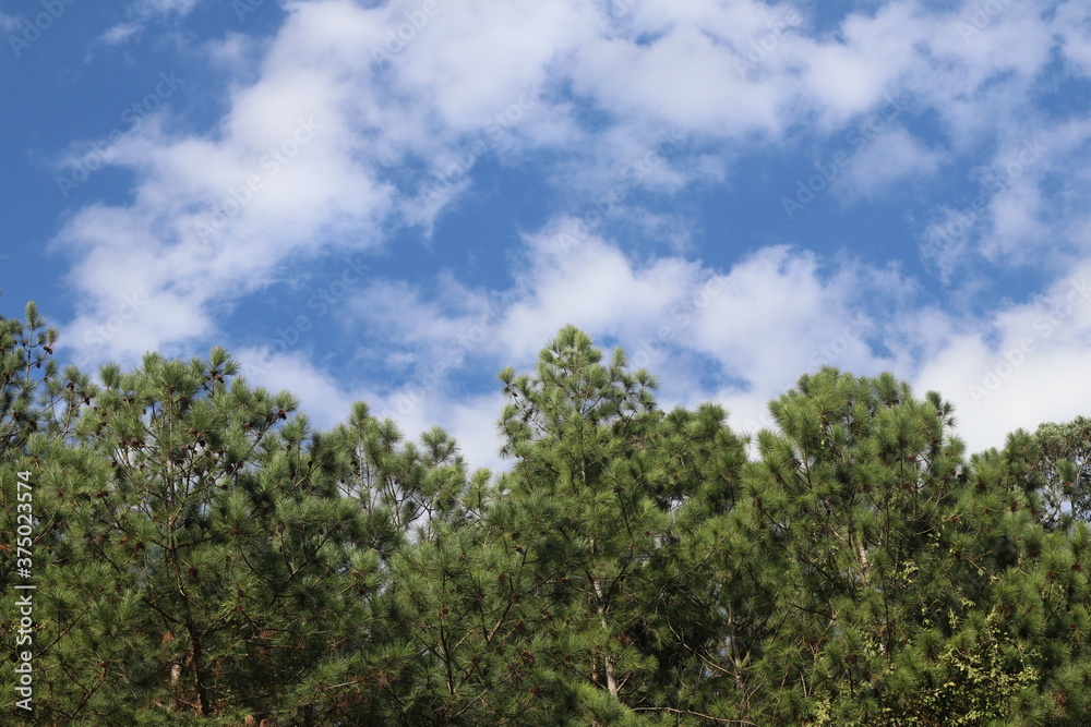 trees and sky trees and sky