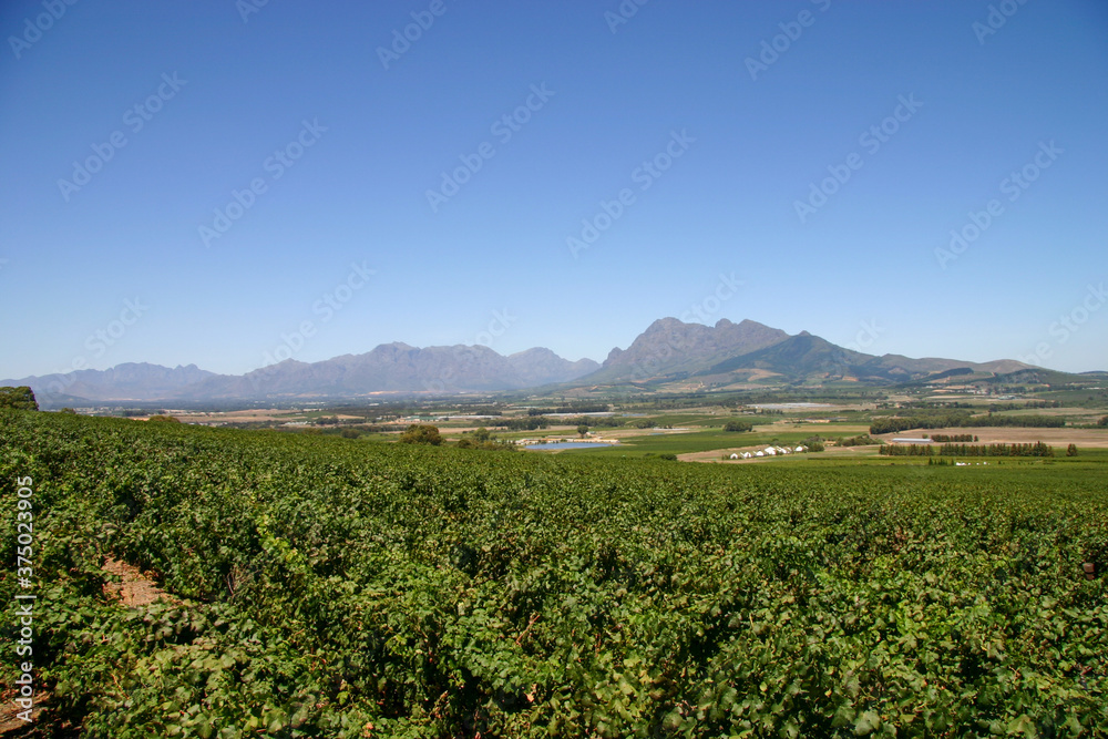 View of Farm Winery in Stellenbosch, South Africa