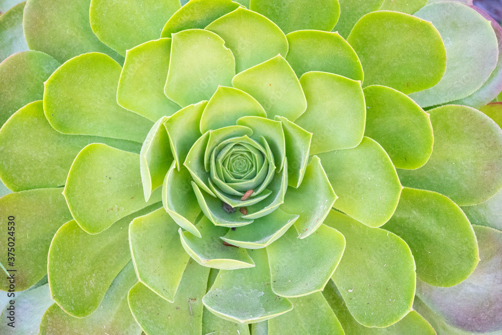 Close Up of Succulent Close Up of Succulent