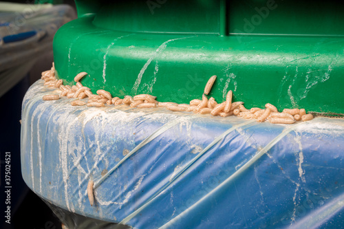 Photography Maggots infestation in organics container, green bin or compost