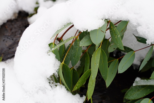 Gum leaves in the snow