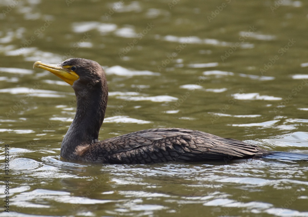 A young pelagic cormorant (Phalacrocorax pelagicus) swims in Watsonville Slough in California A young pelagic cormorant (Phalacrocorax pelagicus) swims in Watsonville Slough in California